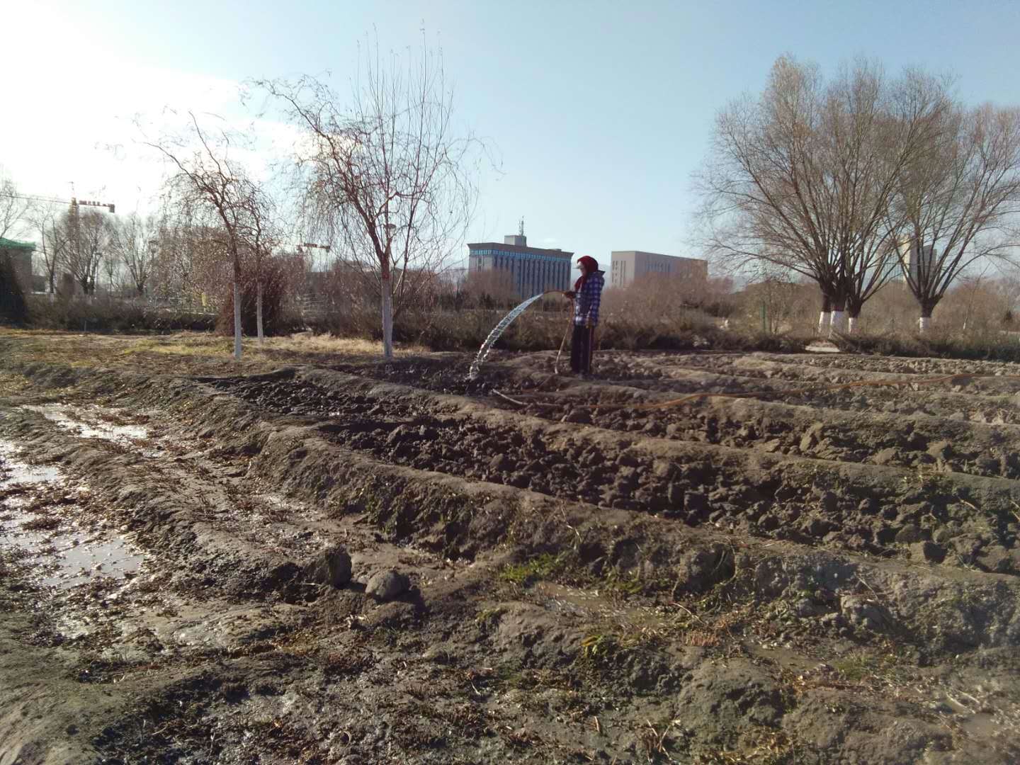 绿化工人浇洒新区人民公园裸露地面