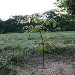 ������ľ