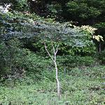 ������ľ