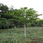 ������ľ