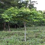 ������ľ